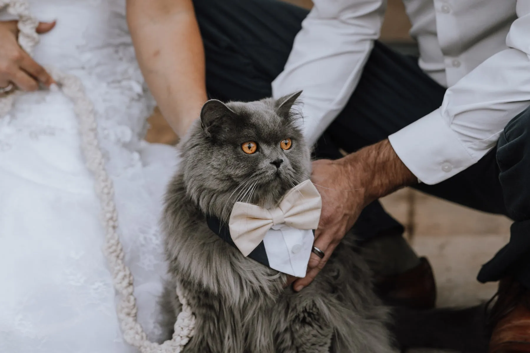 Customizable Tuxedo Pet Bandanas