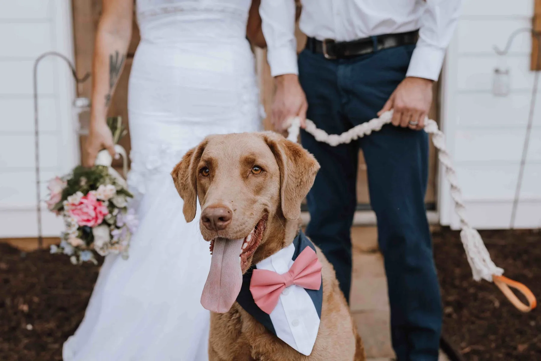 Customizable Tuxedo Pet Bandanas
